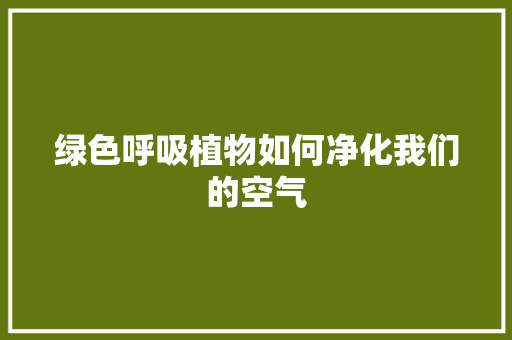 绿色呼吸植物如何净化我们的空气 洗衣机