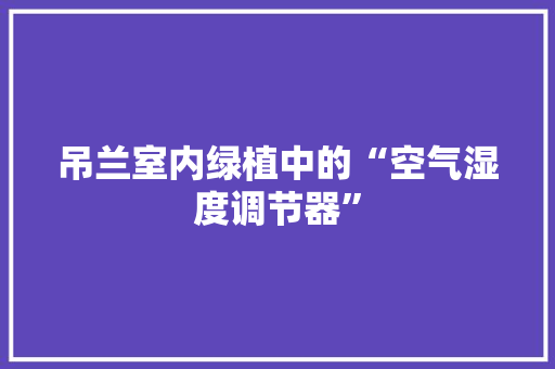 吊兰室内绿植中的“空气湿度调节器” 贴膜