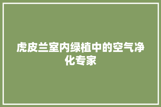 虎皮兰室内绿植中的空气净化专家 冰箱