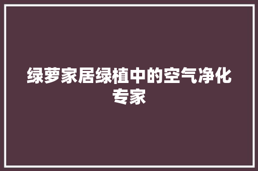 绿萝家居绿植中的空气净化专家 清洁保养