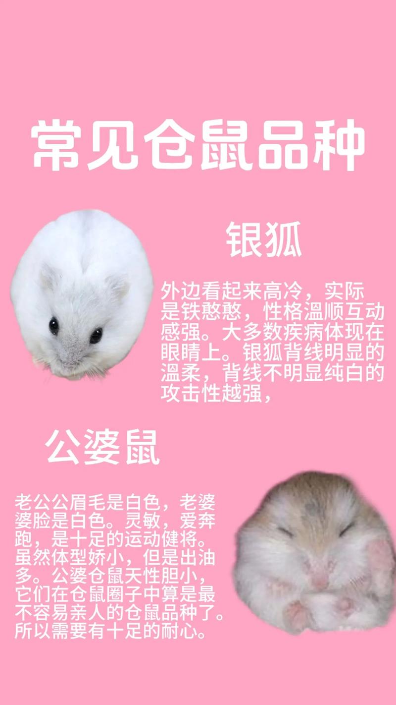 仓鼠_空气净化的小能手,介绍其净化空气的奥秘_仓鼠能净化空气吗 仓鼠_空气净化的小能手,介绍其净化空气的奥秘_仓鼠能净化空气吗 家电维护