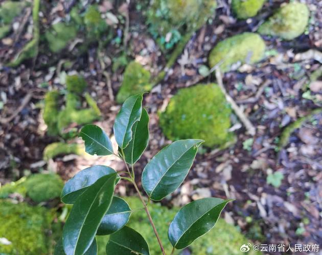云南空气能热泵机组,绿色节能的新宠儿_云南空气能热泵机组 云南空气能热泵机组,绿色节能的新宠儿_云南空气能热泵机组 翻新改色