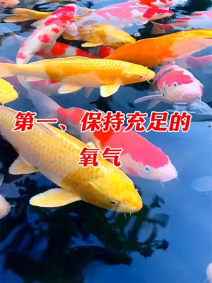 介绍锦鲤呼吸空气的秘密,大自然的神奇生物_锦鲤能直接呼吸空气 介绍锦鲤呼吸空气的秘密,大自然的神奇生物_锦鲤能直接呼吸空气 热水器